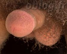 Sexe d'homme avec des bulles